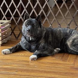 Reese - Black brindle female Akita puppy in Coopersburg, Pennsylvania from Main Street Akitas