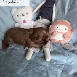 Cavalier King Charles Spaniel and Cavapoo Puppies from Unicorn Tears and Cavaliers