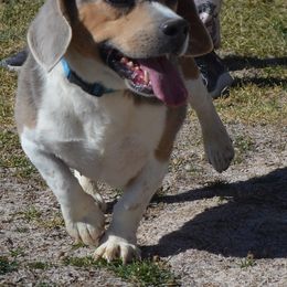 Beagle and Labrador Retriever All Grown Up from Badland Kennel