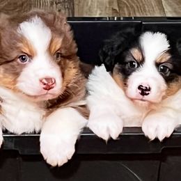 Australian Shepherd Puppies from Bright Eyes Aussies