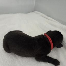 Black boy. Red collar - Black male Great Dane puppy in Hickman, Kentucky from Tidal Wave Danes