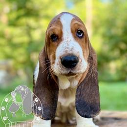 Rubble - Black white and brown male Basset Hound puppy in Dingess, West Virginia from Tuckers' Howling Hounds