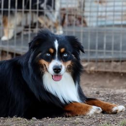 Tango  - Miniature Australian Shepherd