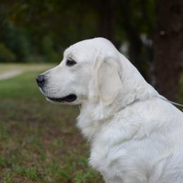 Hera - Golden Retriever