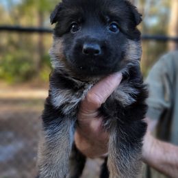 Berger Blanc Suisse and German Shepherd Puppies from Vom Hundhaus Shepherds