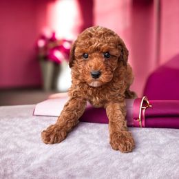 Angel - Red  male Poodle puppy in Davie, Florida from Dave Poodles