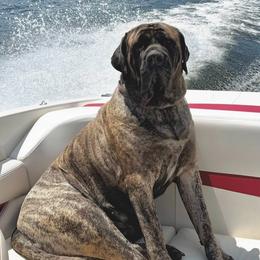 Dory - Mastiff