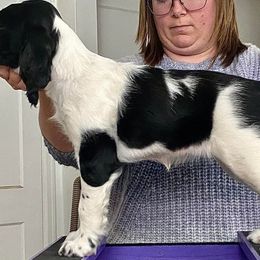 English Springer Spaniel Puppies from Duality English Springer Spaniels