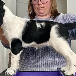 English Springer Spaniel Puppies from Duality English Springer Spaniels