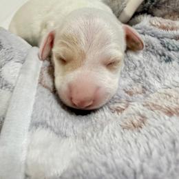 Luna - Cream female Dachshund puppy in Luling, Texas from Kristina's Dachshunds