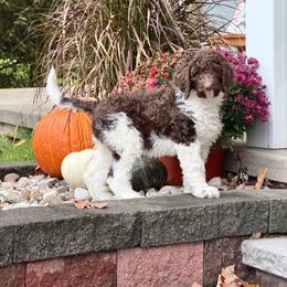 Puzzle - Parti female Goldendoodle puppy in Ellenburg Center, New York from Kristin's Puppies