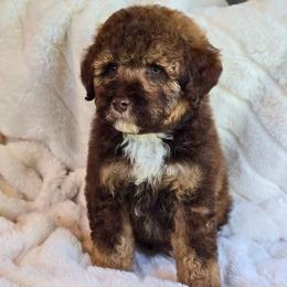 Maui - Sable male Aussiedoodle puppy in Cleveland, Georgia from Jam's Doodles And Poodles