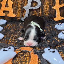 Classic Black n white Girl - Black and white female Boston Terrier puppy in Corsicana, Texas from JT Bostons