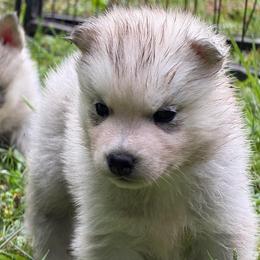 Cerberus - Gray and white male Siberian Husky puppy in Amery, Wisconsin from Sovereign Siberians