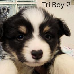 Tri Boy 2 - Black and tan male Pembroke Welsh Corgi puppy in Bay Area, California from MJ's Corgis