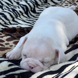 Nova - Lilac female Boston Terrier puppy in Brazos Point, Texas from TX Southern Belle Bostons