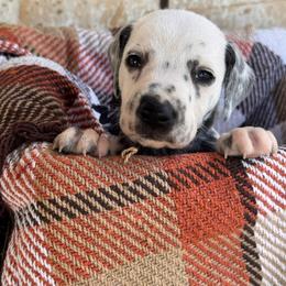 Road Trip - White and black male Dalmatian puppy in Melrose, New Mexico from ECMO Farm Dalmatians & Labrador Retrievers