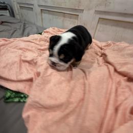 Bulldog Puppies from Bulldog's 4 Brothers