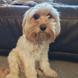 Bingo - Cavapoo