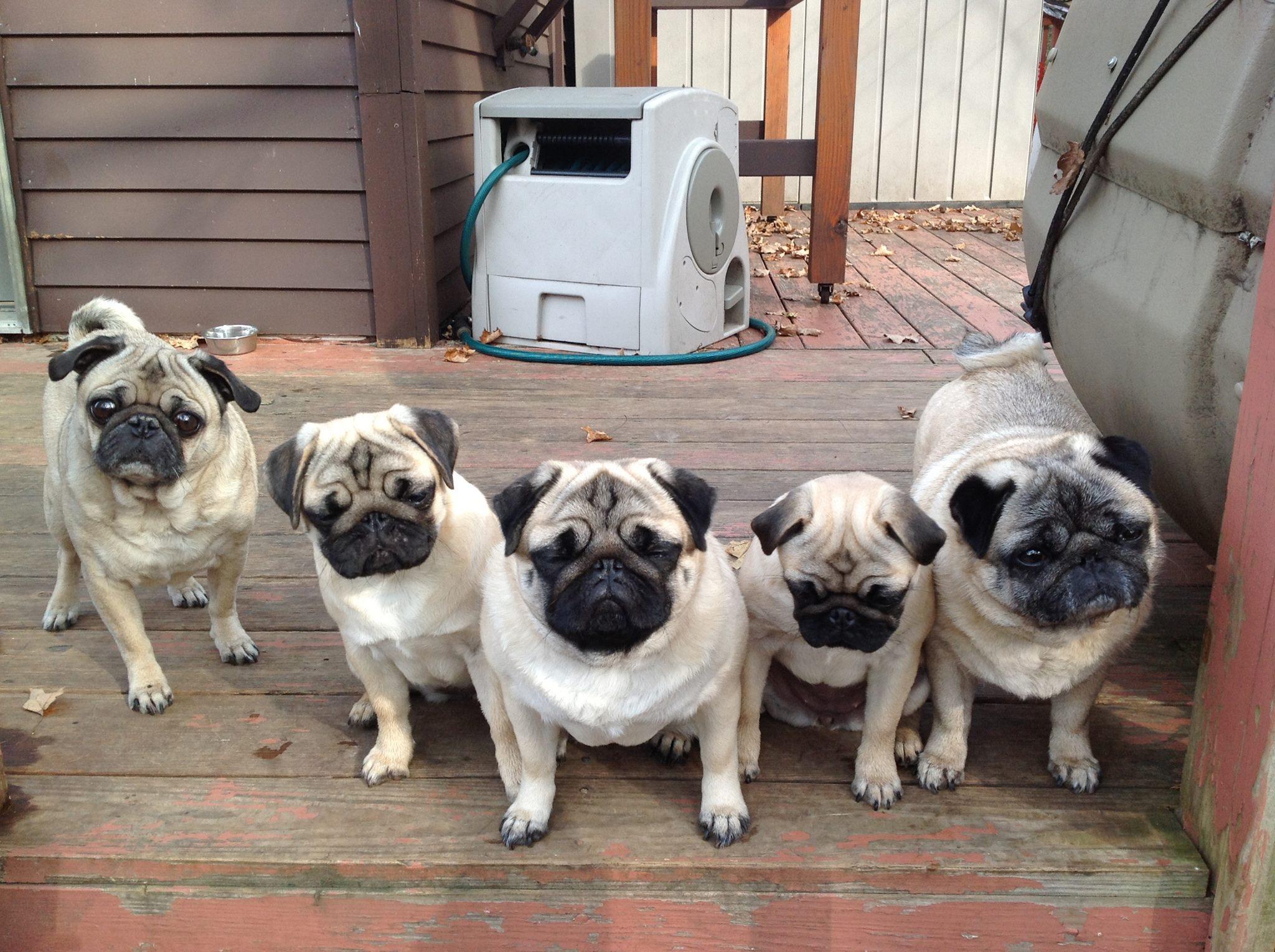 Petite Fleur Pugs in Vermont Pug puppies Good Dog