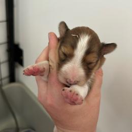 Purple - White and sable female Shetland Sheepdog puppy in Fontanelle, Iowa from Jensen Farms Shelties