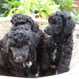 Poodles from Windswept Kennel Miniature Poodles