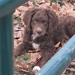Bruno - Brown and white male Aussiedoodle puppy in Mena, Arkansas from Ouachita River Cockapoos