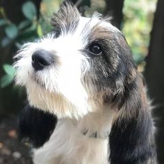Petit Basset Griffon Vendeens from Stone House Hounds