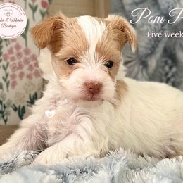 Morkie, Shorkie, and Yorkshire Terrier Puppies from Yorkie and Morkie Boutique