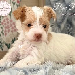 Morkie, Shorkie, and Yorkshire Terrier Puppies from Yorkie and Morkie Boutique