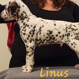 Boy 2 - White and liver brown Dalmatian puppy in Richmond, Virginia from Darrfield