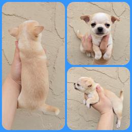 Fawn boy - Fawn and white male Chihuahua puppy in Vineland, New Jersey from Royal Companion's
