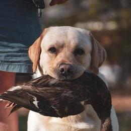 Labrador Retrievers from Tidal Retievers