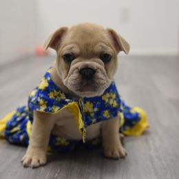 French Bulldog Puppies from Bullish Pride