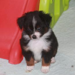 Miniature Australian Shepherd and Toy Australian Shepherd Puppies from Sapphire Stables