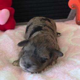 Rachel ( white collar) - Merle female Schnoodle puppy in Novinger, Missouri from Stormi Sky Schnoodles