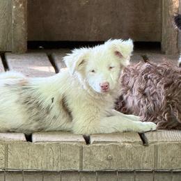 Bandit - Red merle female Australian Shepherd puppy in Four Oaks, North Carolina from RoseWest Farms