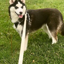 Ember - Black and white female Pomsky puppy in Lewiston, Minnesota from Family Pomsky