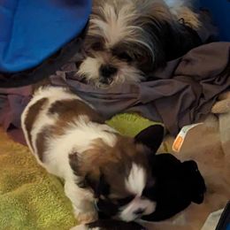 Shih Tzu Puppies from We Shih Tzu Not!
