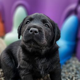 Labrador Retriever Puppies from Eternity Labradors