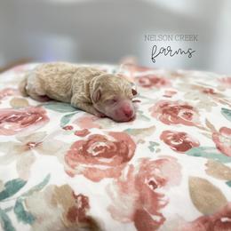 Rainbow - Apricot female Maltipoo puppy in Huntsville, Texas from Nelson Creek Farms