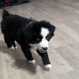 Ace - Black & white male Miniature Australian Shepherd puppy in Reidsville, North Carolina from Cherry Grove Kennel