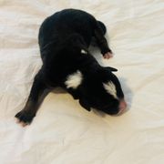 Prince Ardent - Tri-color Australian Koolie puppy in West Richland, Washington from KittyHawkKoolies