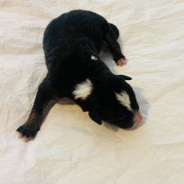 Prince Ardent - Tri-color Australian Koolie puppy in West Richland, Washington from KittyHawkKoolies