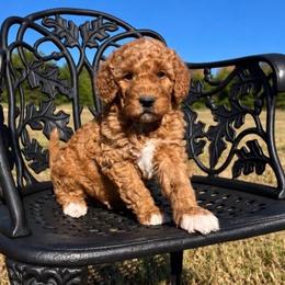 Rabbit - Red  male Goldendoodle puppy in Crawford, Mississippi from Magnolia State Poodles and Doodles