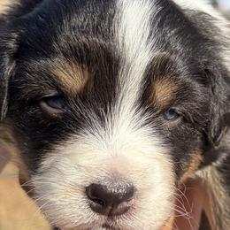 Girl 3 - female Australian Shepherd puppy in San Jose, California from Dirty Laundry Australian Shepherds