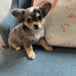 Chihuahua Puppies from Blue Grass Valley Chihuahuas