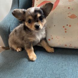 Chihuahua Puppies from Blue Grass Valley Chihuahuas