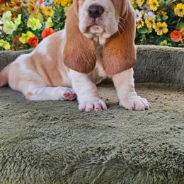 Yellow Girl Grace - Lemon and white female Basset Hound puppy in Foley, Alabama from Jubilee Basset Hounds