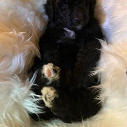 Bernedoodle and Labradoodle Puppies from Doodletown